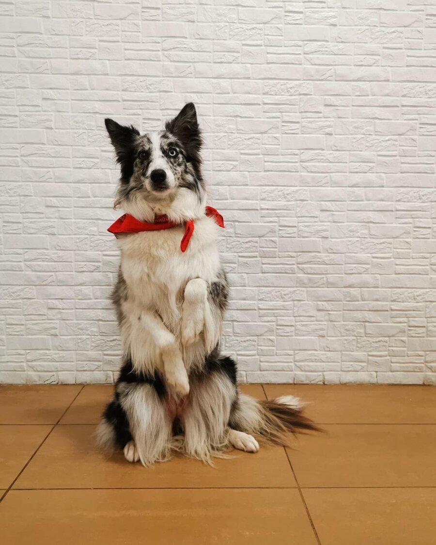 Paciente da Clínica Veterinária dos Navegantes