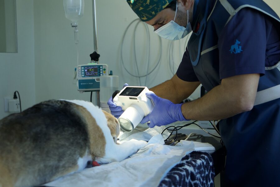 Dermatologia